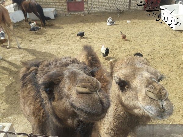 مقدار یار همنفس چون من نداند هیچ کس!